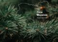 Кабмин переводит ГП “Леса Украины” в статус акционерного общества – Свириденко