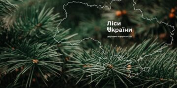 Кабмин переводит ГП “Леса Украины” в статус акционерного общества – Свириденко
