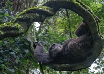 Победители Nature inFocus: этот шимпанзе приглашает отдохнуть и посмотреть фото животных