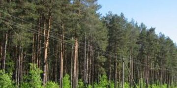 “Леса Украины” в 2025 г. при закупках на 10 млрд грн смогло сэкономить 700 млн грн