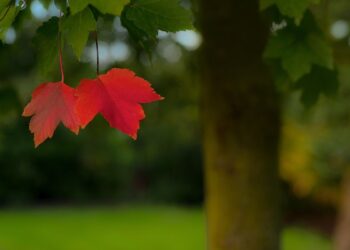 Кабмин продлил действие “материалов лесоустройства”