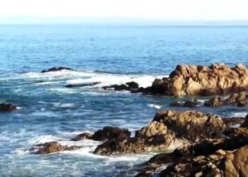 Акула атакувала 17 плавців у Каліфорнії: жінка зникла безвісти