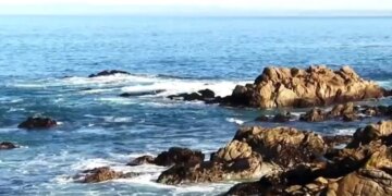 Акула атакувала 17 плавців у Каліфорнії: жінка зникла безвісти