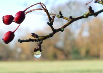 20 грудня: Яке сьогодні свято, все про цей день