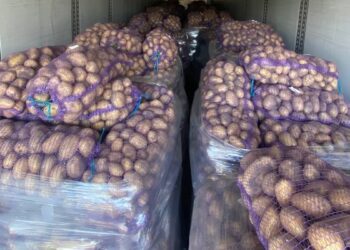 МХП в сезоне-2025 выращивал картофель на 110 га и получил урожайность 39 тонн/га