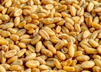 Спрос на украинскую пшеницу на внешних рынках в ближайшее время активизируется – аналитики