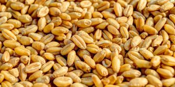 Спрос на украинскую пшеницу на внешних рынках в ближайшее время активизируется – аналитики