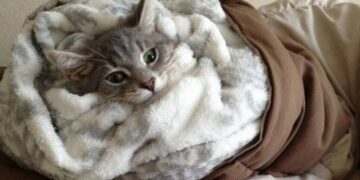 Украинцев предупредили о морозах до -20: где ухудшится погода