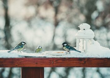 7 лютого: Яке сьогодні свято, все про цей день