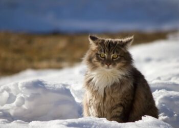 Идет настоящая весна: когда в Украину ворвется долгожданное потепление