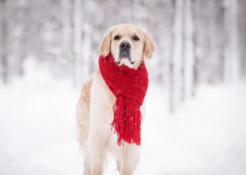 В Украину идет аномальное тепло до +15: синоптик предупредила о скрытых опасностях