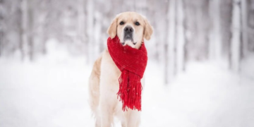 В Украину идет аномальное тепло до +15: синоптик предупредила о скрытых опасностях