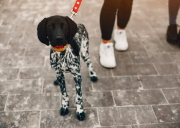 От лютых морозов до +11 тепла: Украину разделит температурная аномалия