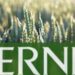 “Кернел” в 2025 году уплатил в бюджет 5,7 млрд грн налогов, несмотря на сокращение чистой прибыли на 33%