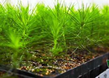 “Леса Украины” высадят 6,4 млн сеянцев с закрытой корневой системой во время весенней кампании-2026