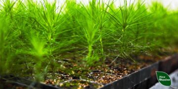 “Леса Украины” высадят 6,4 млн сеянцев с закрытой корневой системой во время весенней кампании-2026