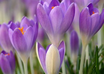 Тепло до +17 і без опадів буде в Україні найближчими днями, вночі деінде ще морози