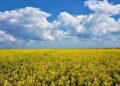 Україна у 2025/26 МР збільшить експорт ріпакової олії у 2,7 раза – до 576 тис. тонн – УКАБ