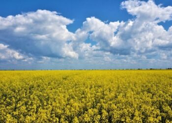 Украина в 2025/26 МГ увеличит экспорт рапсового масла в 2,7 раза – до 576 тыс. тонн – УКАБ