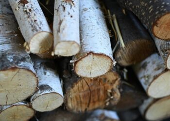 “Леса Украины” выставили на торги на II кв. на 20% больше древесины, цены стабилизированы