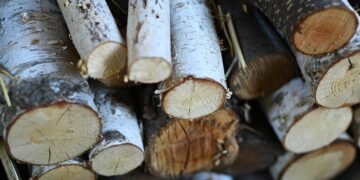 “Леса Украины” выставили на торги на II кв. на 20% больше древесины, цены стабилизированы