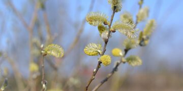 У вівторок на сході, південному сході України очікується дощ, на решті території без опадів – метеорологи
