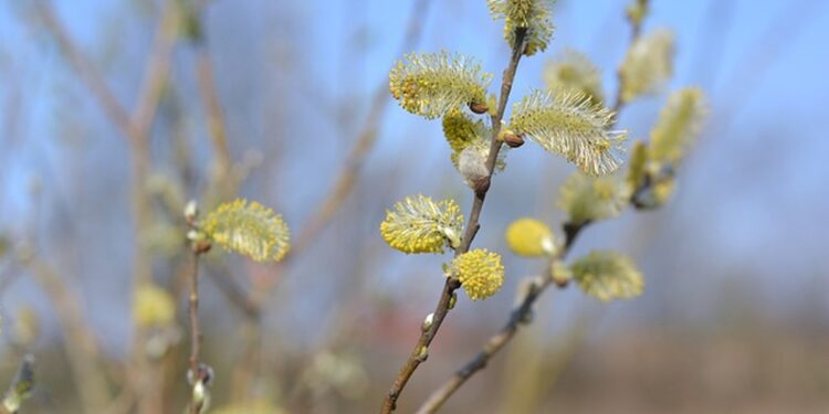 У вівторок на сході, південному сході України очікується дощ, на решті території без опадів – метеорологи