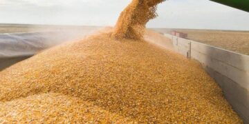 Производство зерновых в Украине в 2025г выросло на 8,2% – Госстат