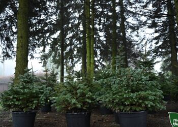 ГП “Леса Украины” в І кв.-2026г увеличило прибыль в 3,7 раза