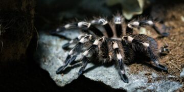 Проснулись на три месяца раньше: в Днепропетровской области заметили первых тарантулов