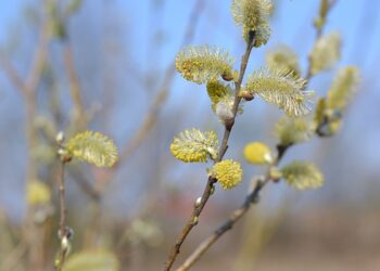 5 квітня: Яке сьогодні свято, все про цей день