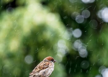 4 квітня: Яке сьогодні свято, все про цей день