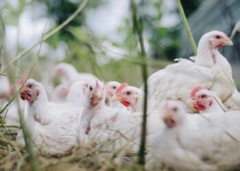 Экспорт мяса птицы из Украины в марте стал рекордным с начала 2022г – “Союз птицеводов”