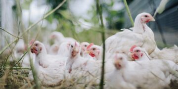 Экспорт мяса птицы из Украины в марте стал рекордным с начала 2022г – “Союз птицеводов”